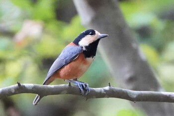 Varied Tit 希望ヶ丘文化公園 Thu, 9/30/2021