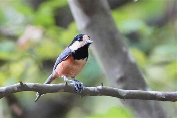 Varied Tit 希望ヶ丘文化公園 Thu, 9/30/2021