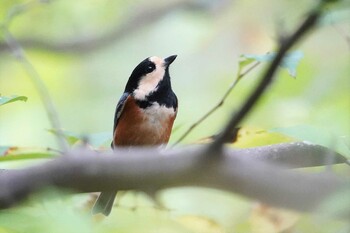 Varied Tit 希望ヶ丘文化公園 Thu, 9/30/2021