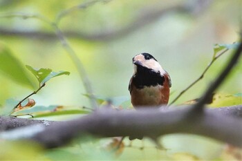 Varied Tit 希望ヶ丘文化公園 Thu, 9/30/2021