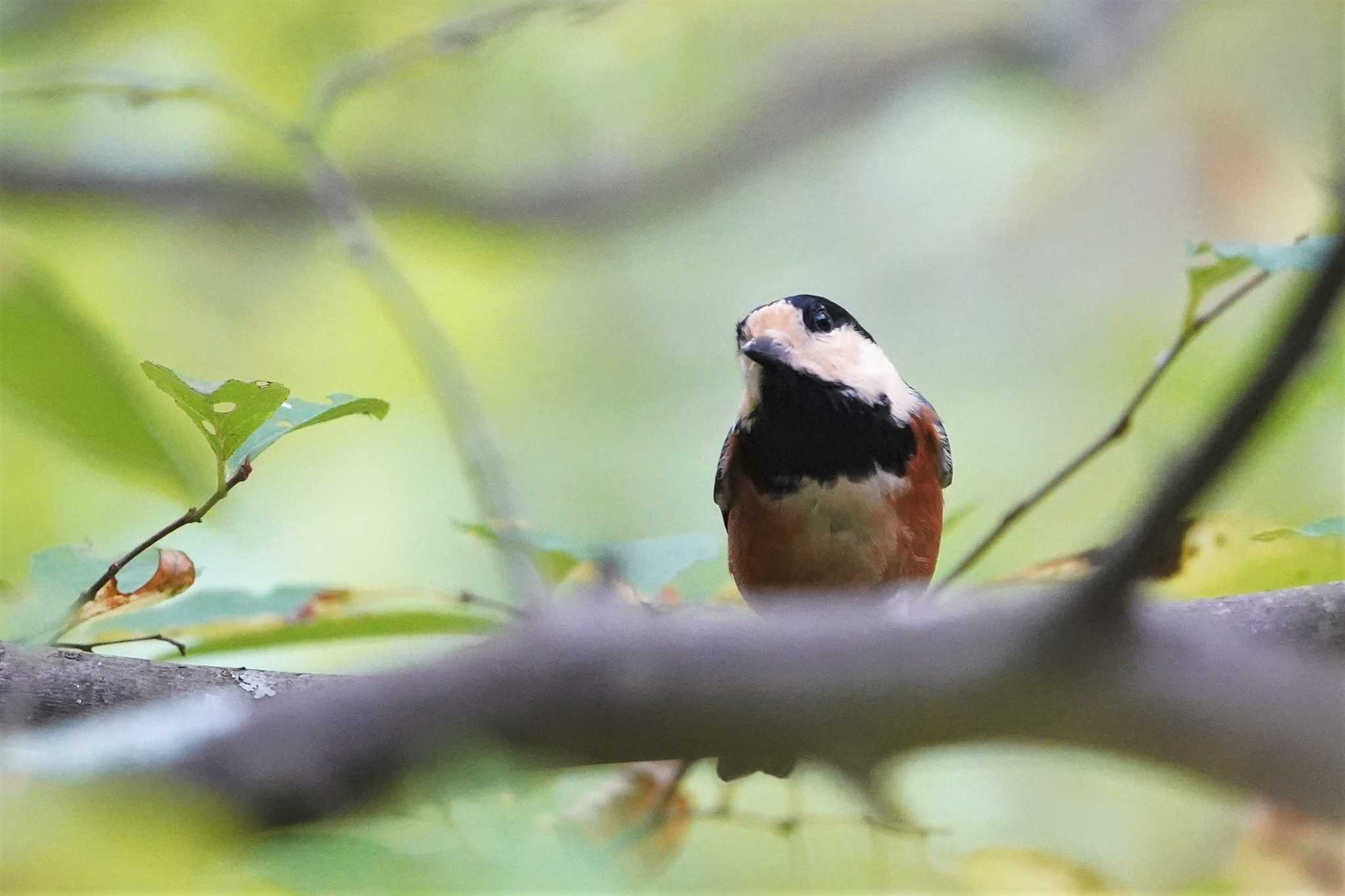 希望ヶ丘文化公園 ヤマガラの写真 by におの鳥っぷ