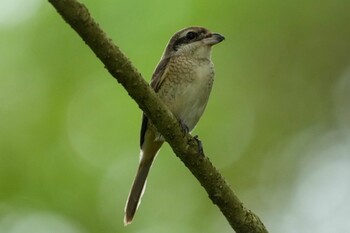 2021年10月2日(土) Jurong Eco-Gardenの野鳥観察記録