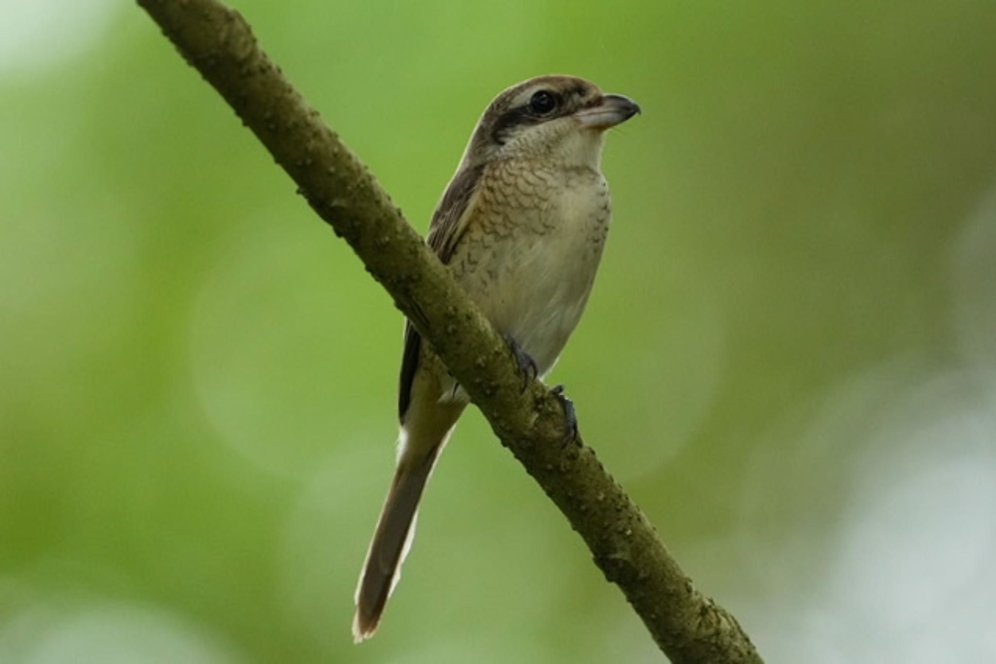 Jurong Eco-Garden アカモズの写真 by T K