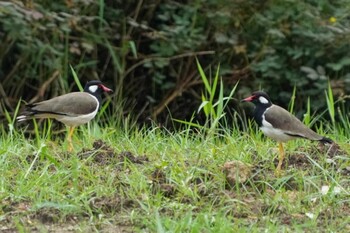 Red-wattled Lapwing Kranji Marshes, Singapore Sat, 10/2/2021