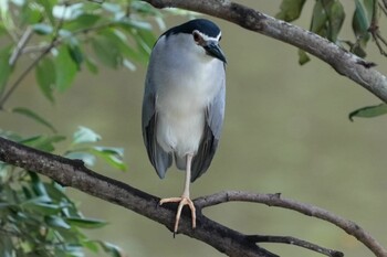 ゴイサギ Sungei Buloh Wetland Reserve 2021年10月2日(土)