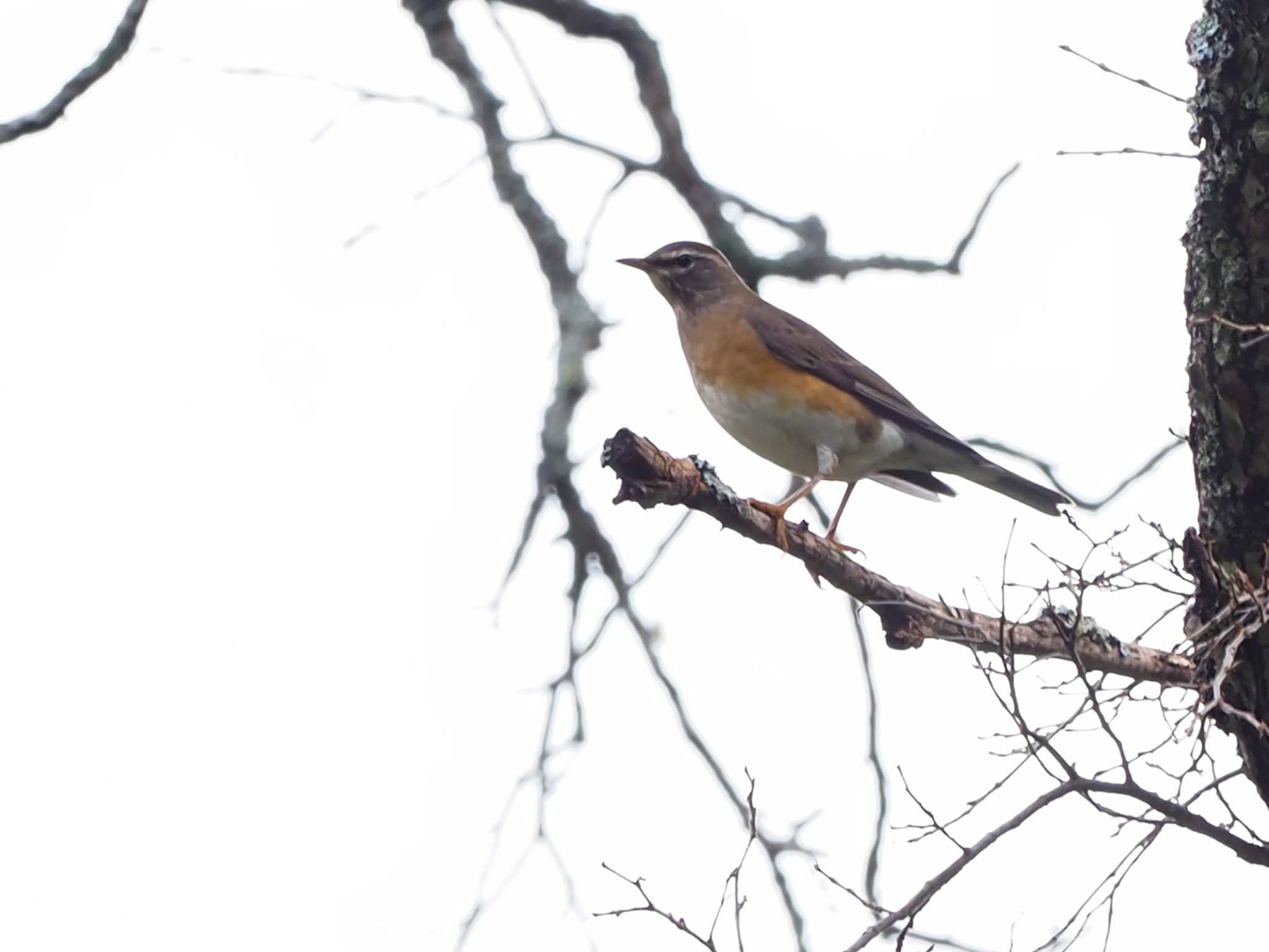 Eyebrowed Thrush