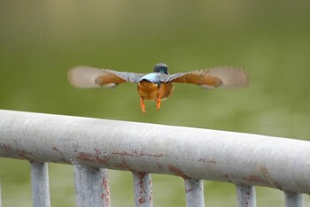 Common Kingfisher 城北公園 Fri, 10/1/2021