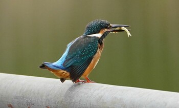 Common Kingfisher 城北公園 Fri, 10/1/2021