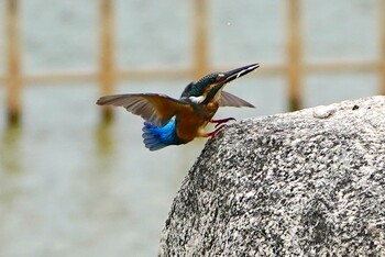 カワセミ 城北公園 2021年10月1日(金)