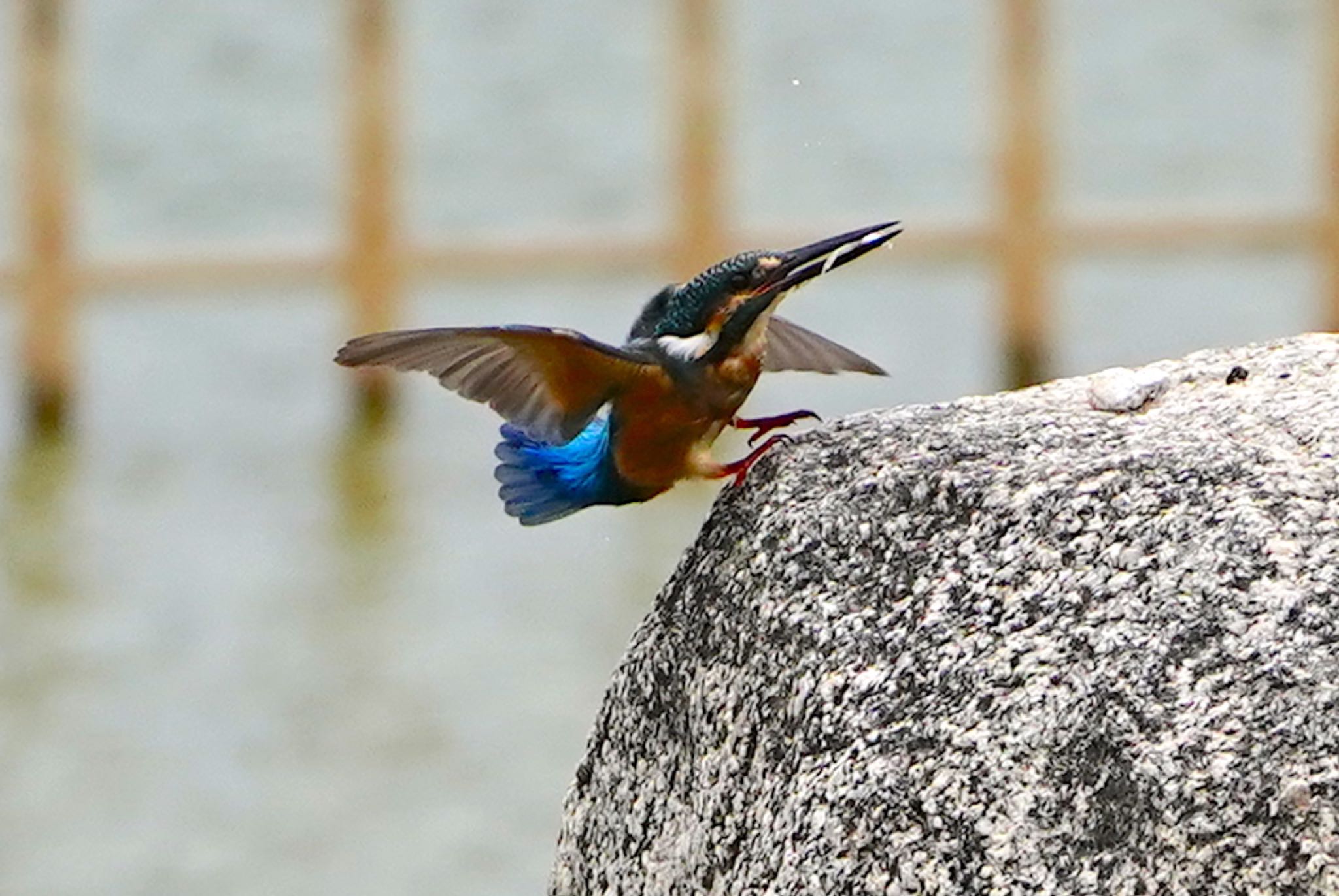 カワセミ