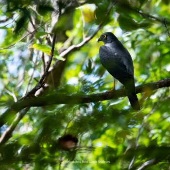 Chinese Sparrowhawk Ishigaki Island Mon, 9/27/2021