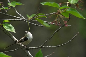 Long-tailed Tit Osaka castle park Sat, 4/22/2017