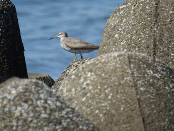 2021年10月2日(土) 葛西臨海公園の野鳥観察記録