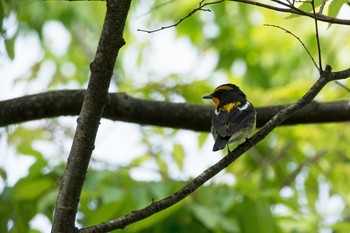 Narcissus Flycatcher Osaka castle park Sat, 4/22/2017