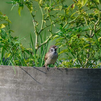 Eurasian Tree Sparrow Hattori Ryokuchi Park Sat, 10/2/2021