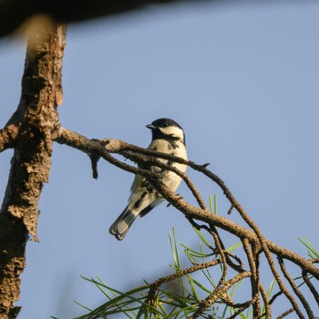 Japanese Tit Hattori Ryokuchi Park Sat, 10/2/2021