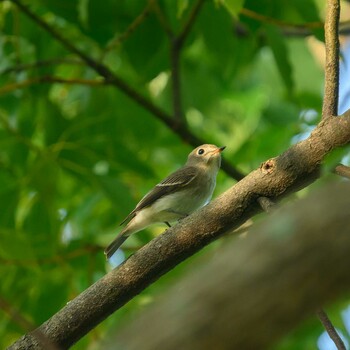 Asian Brown Flycatcher Hattori Ryokuchi Park Sat, 10/2/2021