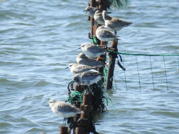 2021年10月2日(土) ふなばし三番瀬海浜公園の野鳥観察記録