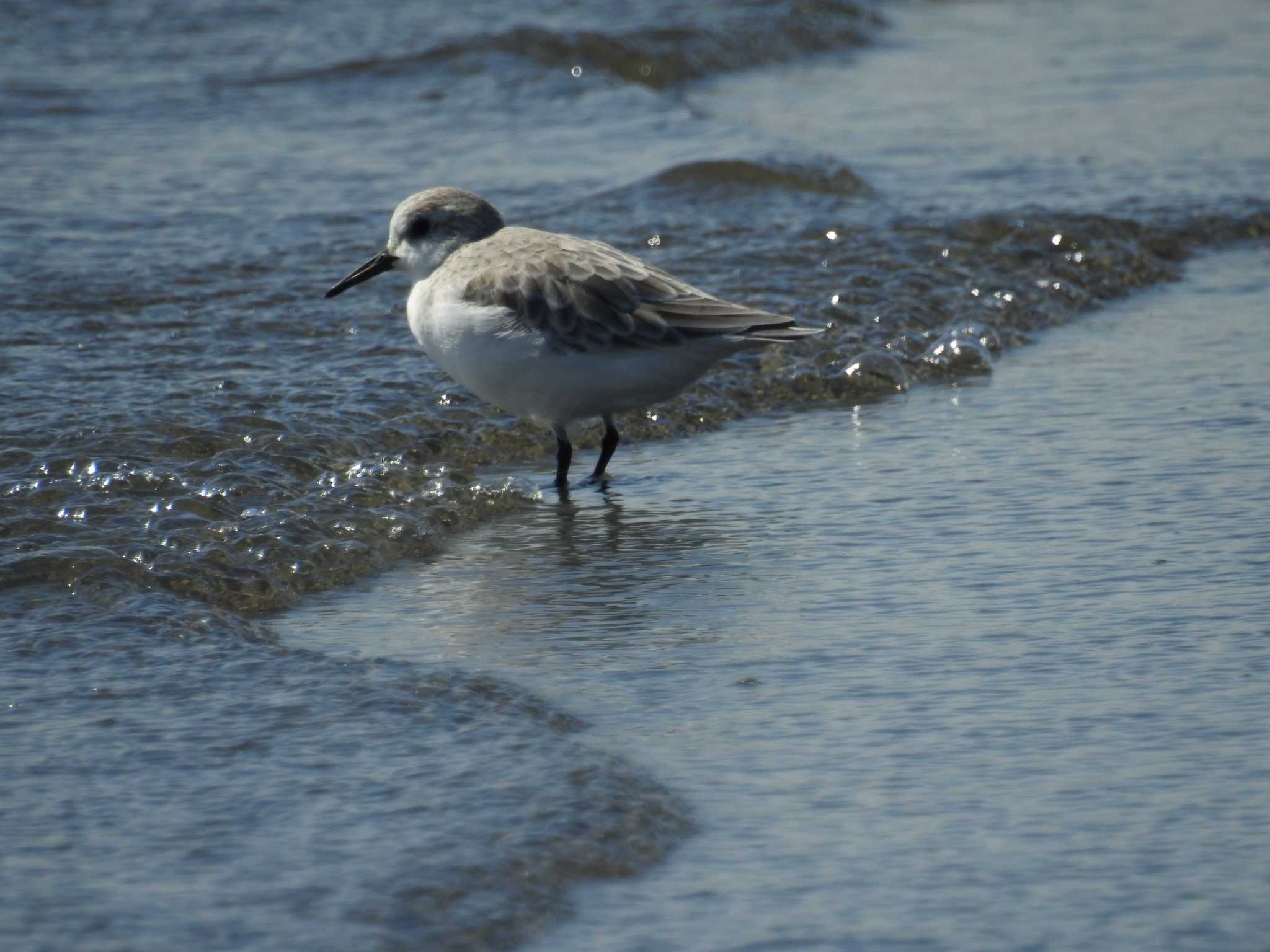 ふなばし三番瀬海浜公園 ミユビシギの写真 by Kozakuraband