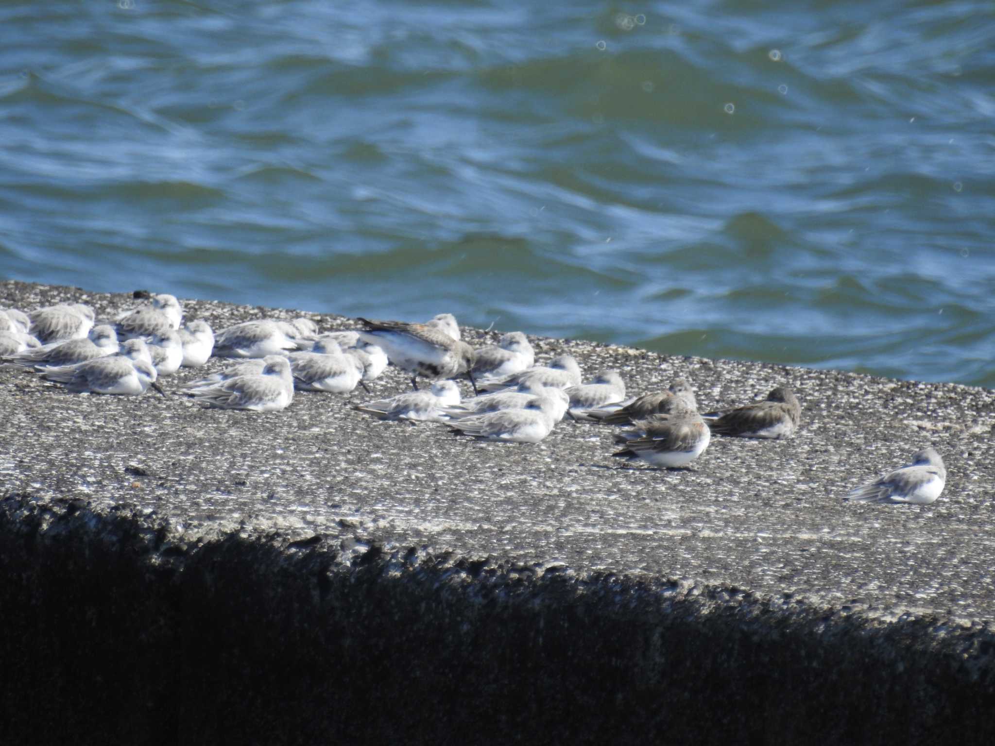 ふなばし三番瀬海浜公園 ハマシギの写真 by Kozakuraband