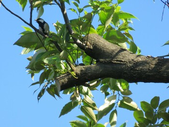 Japanese Tit 田園調布せせらぎ公園(多摩川せせらぎ公園) Sun, 10/3/2021