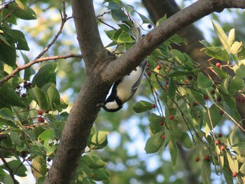 Japanese Tit 多摩川台公園 Sun, 10/3/2021