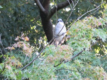 Azure-winged Magpie 田園調布せせらぎ公園(多摩川せせらぎ公園) Sun, 10/3/2021