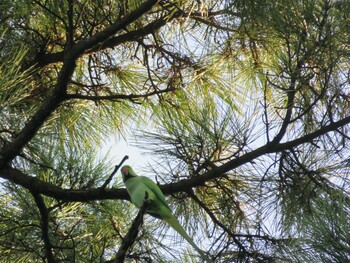 Indian Rose-necked Parakeet 多摩川台公園 Sun, 10/3/2021
