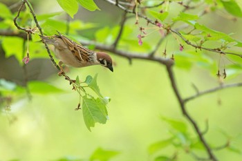 Eurasian Tree Sparrow Osaka castle park Sat, 4/22/2017