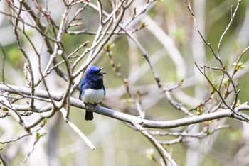 2017年4月23日(日) 早戸川林道の野鳥観察記録