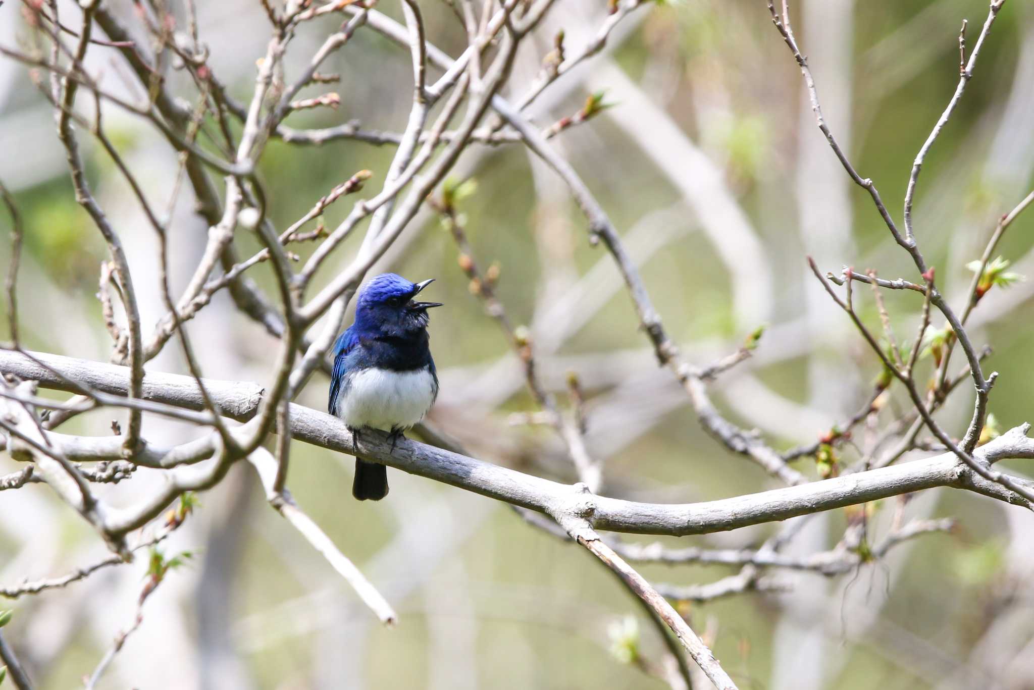 Photo of Blue-and-white Flycatcher at Hayatogawa Forest Road by Trio