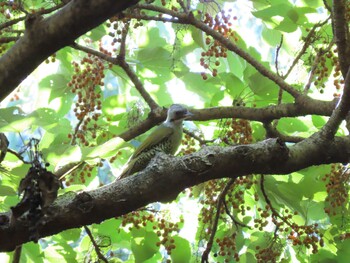 2021年10月2日(土) 井の頭恩賜公園の野鳥観察記録