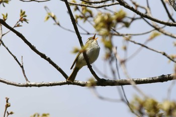 Eastern Crowned Warbler Hayatogawa Forest Road Sun, 4/23/2017