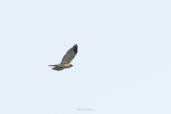 Chinese Sparrowhawk Ishigaki Island Sat, 9/25/2021