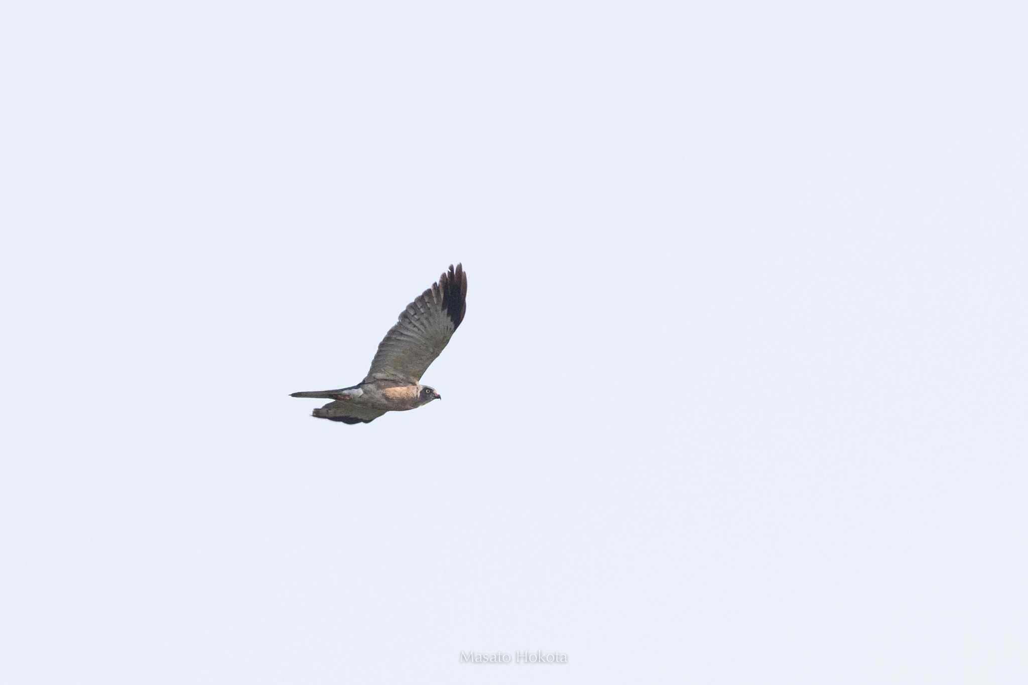 Photo of Chinese Sparrowhawk at Ishigaki Island by Trio