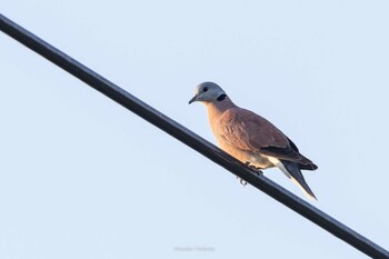 Sat, 9/25/2021 Birding report at Ishigaki Island