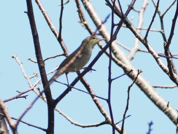 Eastern Crowned Warbler 稲美町加古大池 Sun, 10/3/2021