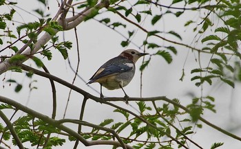 Chestnut-cheeked Starling 神奈川県 Sat, 4/22/2017