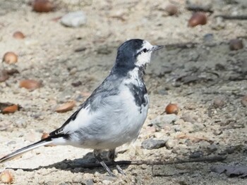 Japanese Wagtail 金ヶ崎公園(明石市) Sun, 10/3/2021