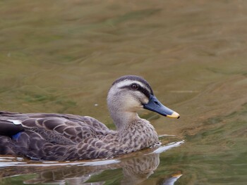 2021年9月30日(木) 舞岡公園の野鳥観察記録