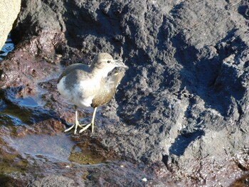 イソシギ 東京港野鳥公園 2021年10月2日(土)