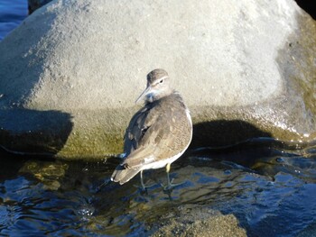 イソシギ 東京港野鳥公園 2021年10月2日(土)