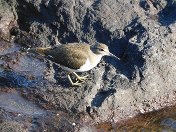 イソシギ 東京港野鳥公園 2021年10月2日(土)