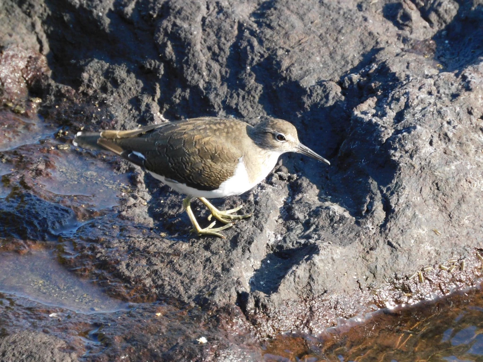 東京港野鳥公園 イソシギの写真 by ucello