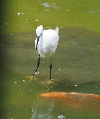 2021年9月30日(木) 東京上野不忍池の野鳥観察記録