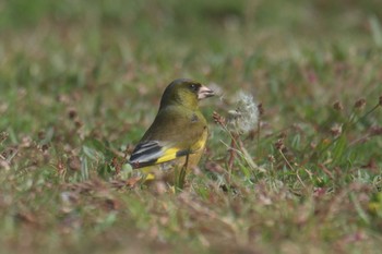 カワラヒワ 滋賀県近江富士花緑公園 2017年4月22日(土)