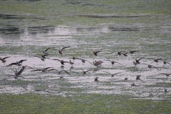 Fri, 4/21/2017 Birding report at Yatsu-higata