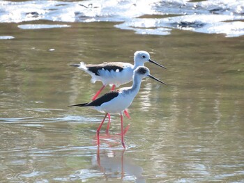 Sun, 10/3/2021 Birding report at 六郷橋緑地