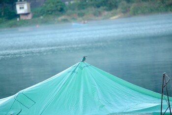 2021年10月3日(日) 河口湖　円形ホール前　の野鳥観察記録