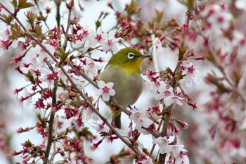 Warbling White-eye 自宅前 Mon, 4/27/2020